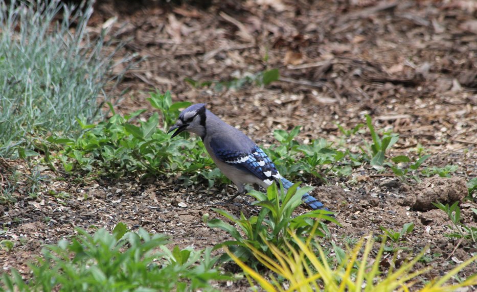 Blue Jay